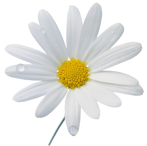 Camomile Png Image, Free Flower Picture - Camomile Png (486x500)