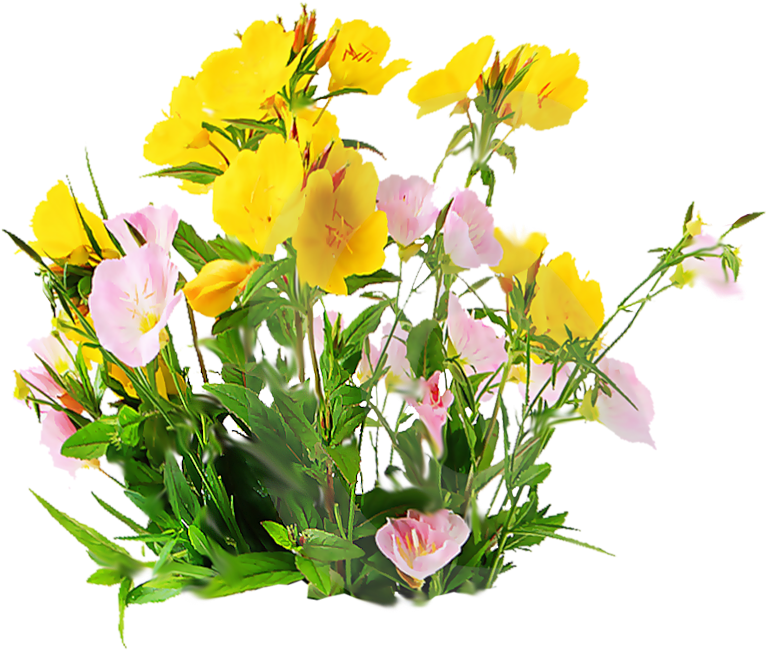 Flower Bouquet Centerblog Clip Art - Photography (800x649)