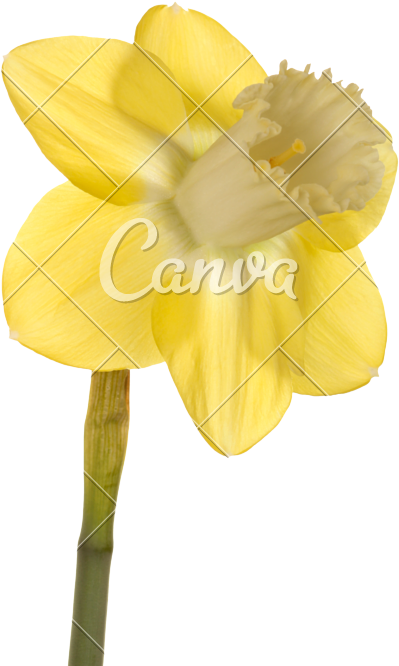 Single Flower Of A Daffodil Cultivar - Daffodil (533x800)