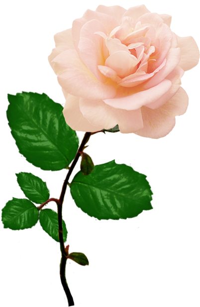Beautiful Red Rose Png, Single Pink Rose Png - Single Pink Rose Png (494x655)