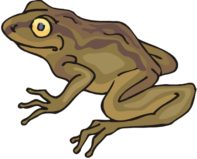 Toad Clip Art Brown Toad Clipart Clip Art - Toad Clipart (750x605)