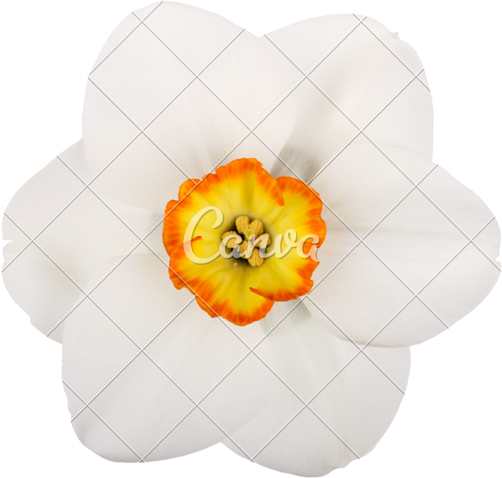Single Flower Of A Daffodil Cultivar Against A White - Daffodil (800x800)