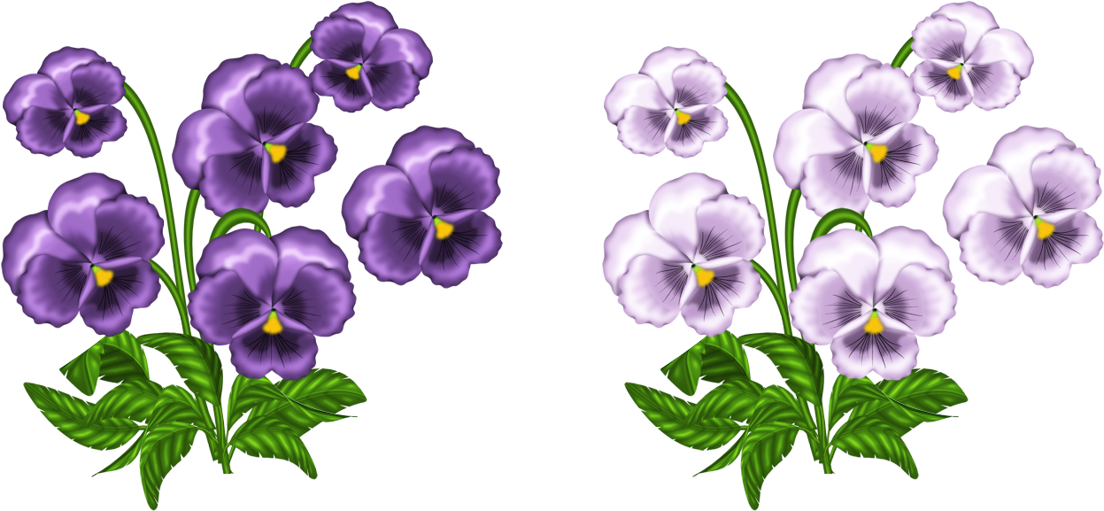 Inspirational Design Violet Clipart Purple And White - Violets Clipart (1363x688)