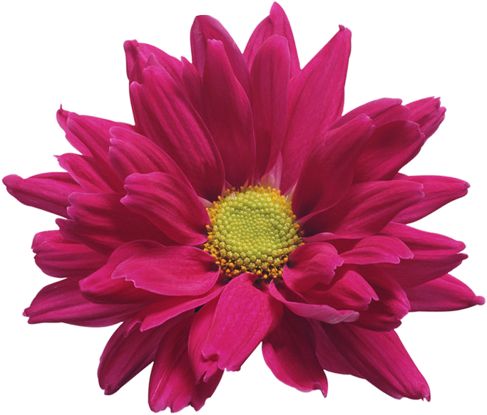 Red Mum Flower Clip Art - My First Book Of French Words (718x618)