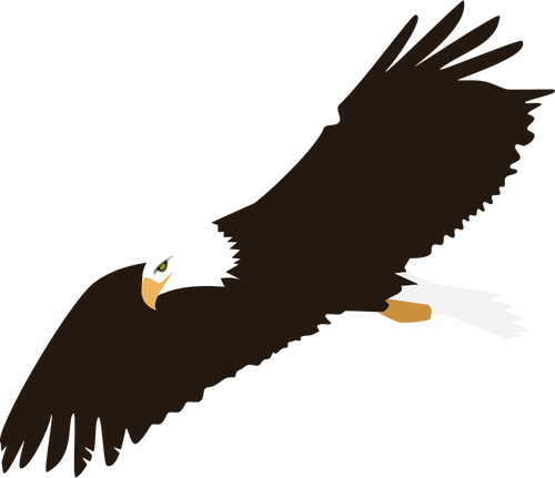 6748 Soaring Eagle Silhouette Clip Art Public Domain - Eagle With White Background (500x431)