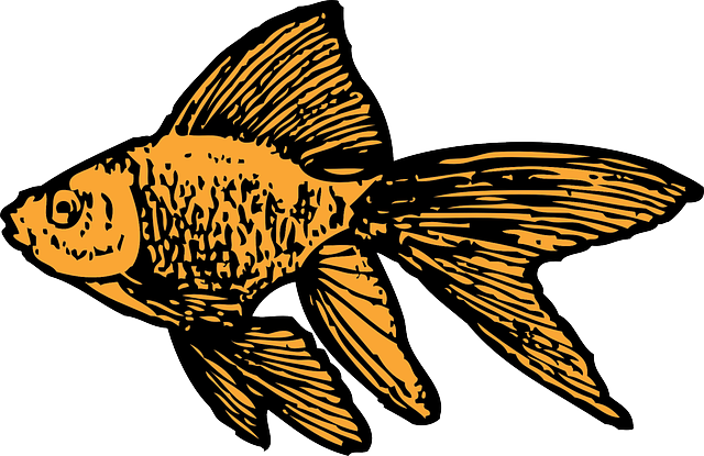 Water, Small, Cartoon, Tank, Little, Fish, Gold - Goldfish Clip Art (640x415)