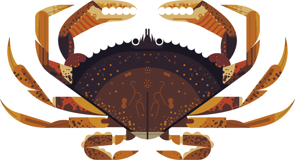 Owen Davey Illustration - Crazy About Cat Owen Davey (1000x541)