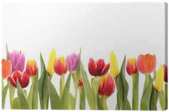 Cuadro En Lienzo Campo De Los Tulipanes, Aislado En - Special Education: Contemporary Perspectives For School (400x400)