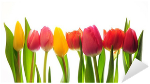 Sprenger's Tulip (400x400)