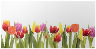 Póster Campo De Los Tulipanes, Aislado En Fondo Blanco - Tulip (400x400)