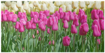 Sprenger's Tulip (400x400)