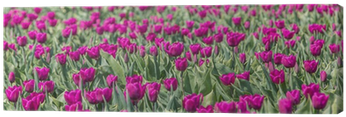 Cuadro En Lienzo Purple Campo De Los Tulipanes • Pixers® - Poster: Venemama's Purple Tulips Field, 61x41cm. (400x400)