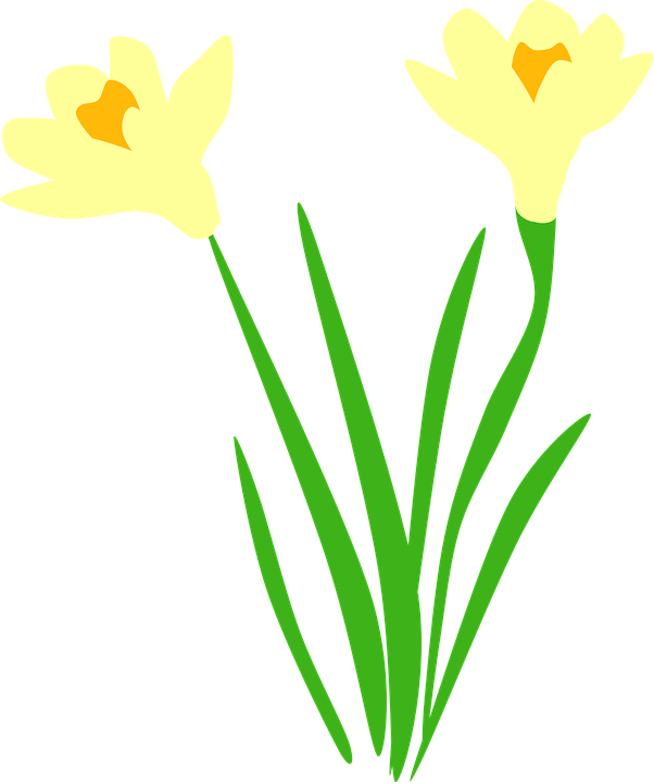 Flower Vectors 26, - Daffodil Vector (602x720)