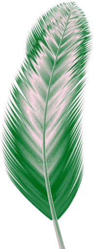 Photoshop Clipart Green Feather - One Feathers (246x522)