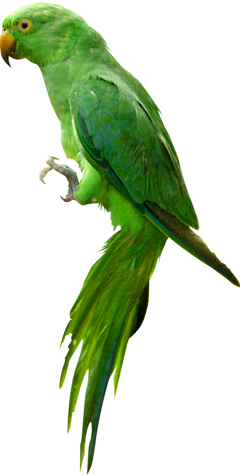 Parrot Clipart Indian - Parrot Png (784x1549)