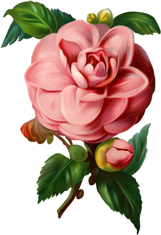 Tubes Fleurs - Vintage Rose Vector Png (555x800)