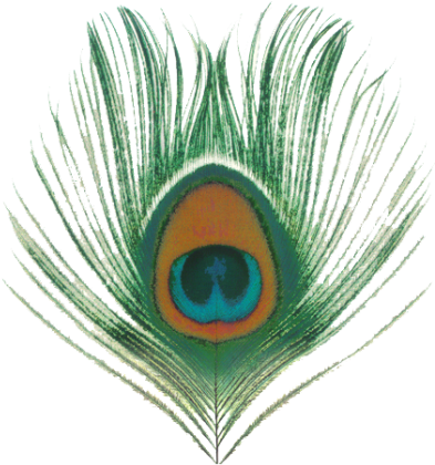 Download Peacock Feather Free Png Transparent Image - Apple Venus, Vol. 1 (400x420)