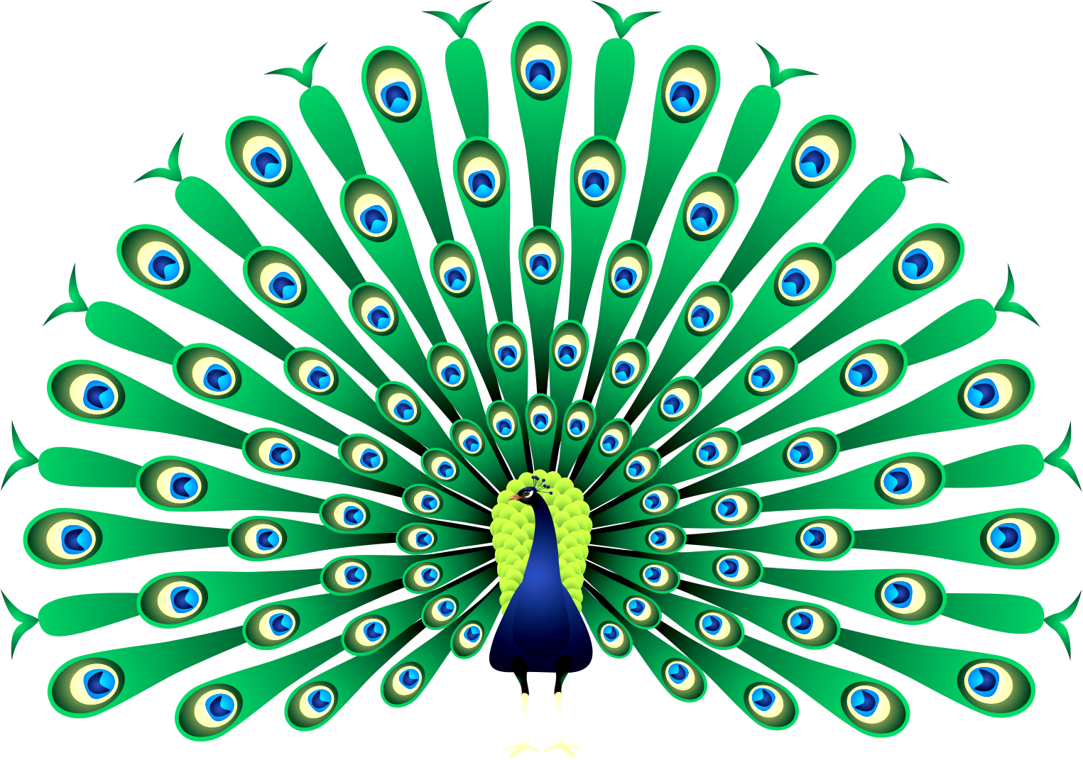 Peafowl Clip Art - Clipart Images Of Peacock (1525x1071)