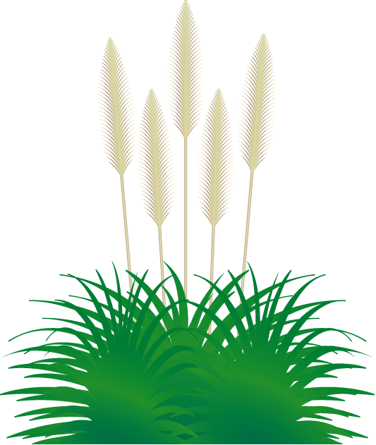 Pompous Clipart - - Grasses (533x631)