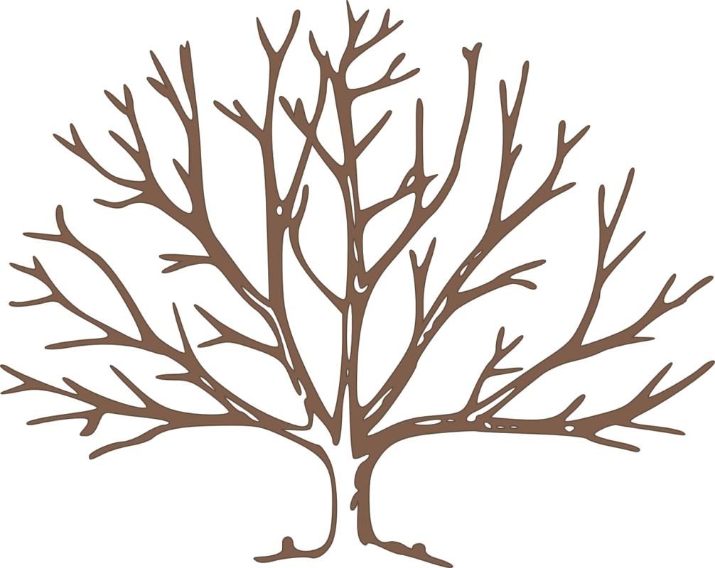 Africa Drylands Programme - Draw A Winter Tree (1006x800)