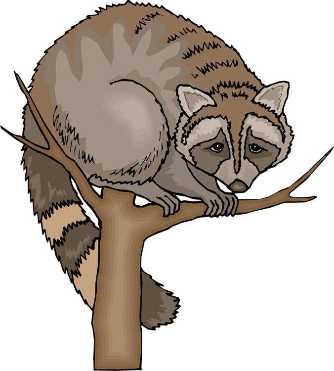 Free Raccoon Clipart - Raccoon In Tree Clipart (676x750)