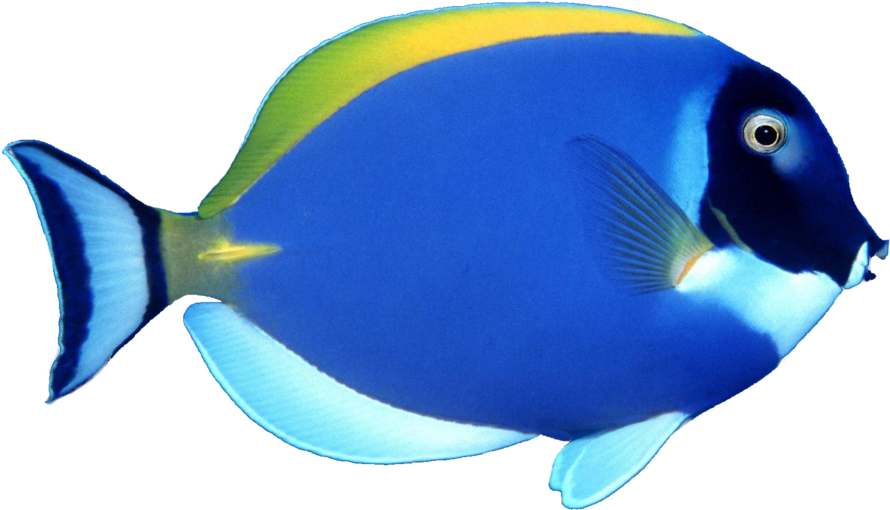 Fish Png Image, Free Download - Sea Fish Png (900x563)
