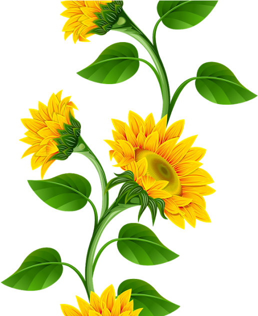 Clipart De Girassol Para Montagens Digitais - Sunflower Border (1200x630)