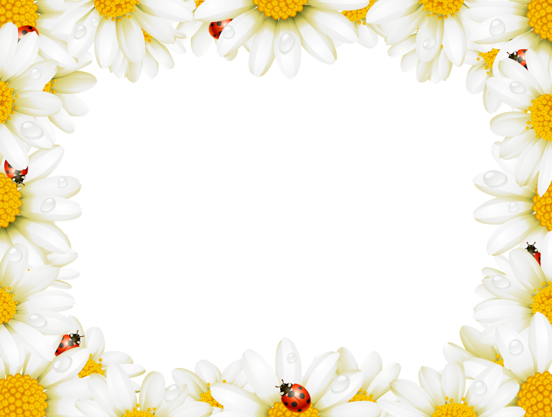 Flower Picture Frame Chamomile Royalty-free - Frames In Flowers Free (798x603)