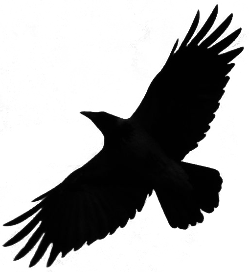 Crow Free Png Transparent Background Images Free Download - Bird Silhouette Flying Png (511x554)