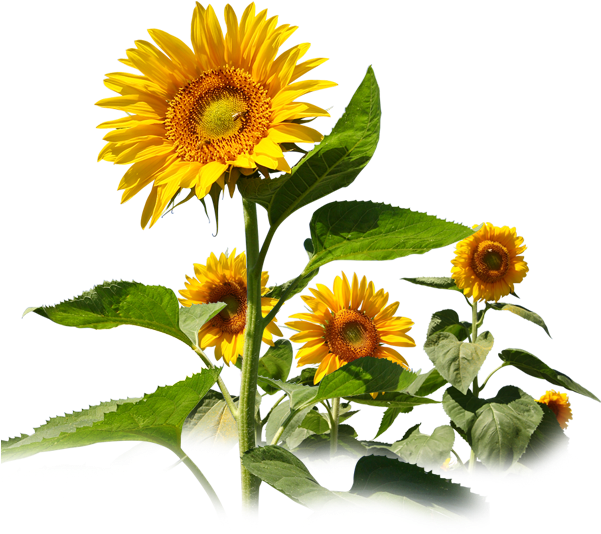 Common Sunflower Sunflower Travel Service Sunflower - Common Sunflower Sunflower Travel Service Sunflower (600x600)