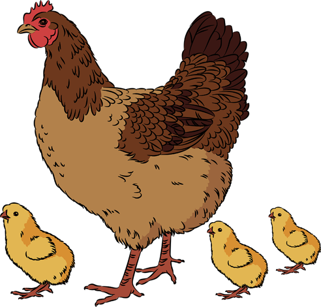 28 Collection Of Hen Clipart Png - Chicken And Chicks Clip Art (640x612)