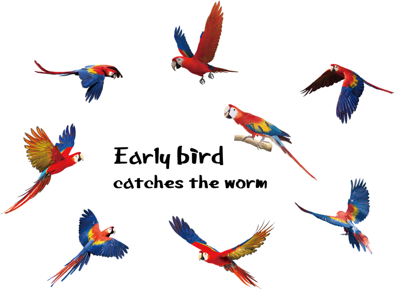 Shipping Terms - Gearbest Parrots Inspirational Quote Vinyl Wall Sticker (800x800)