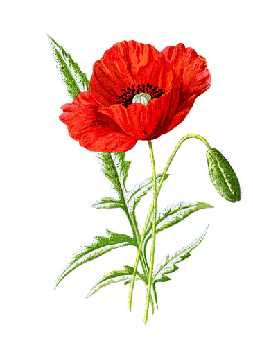 Poppy Cliparts 22, - Supreme Poppy (494x720)