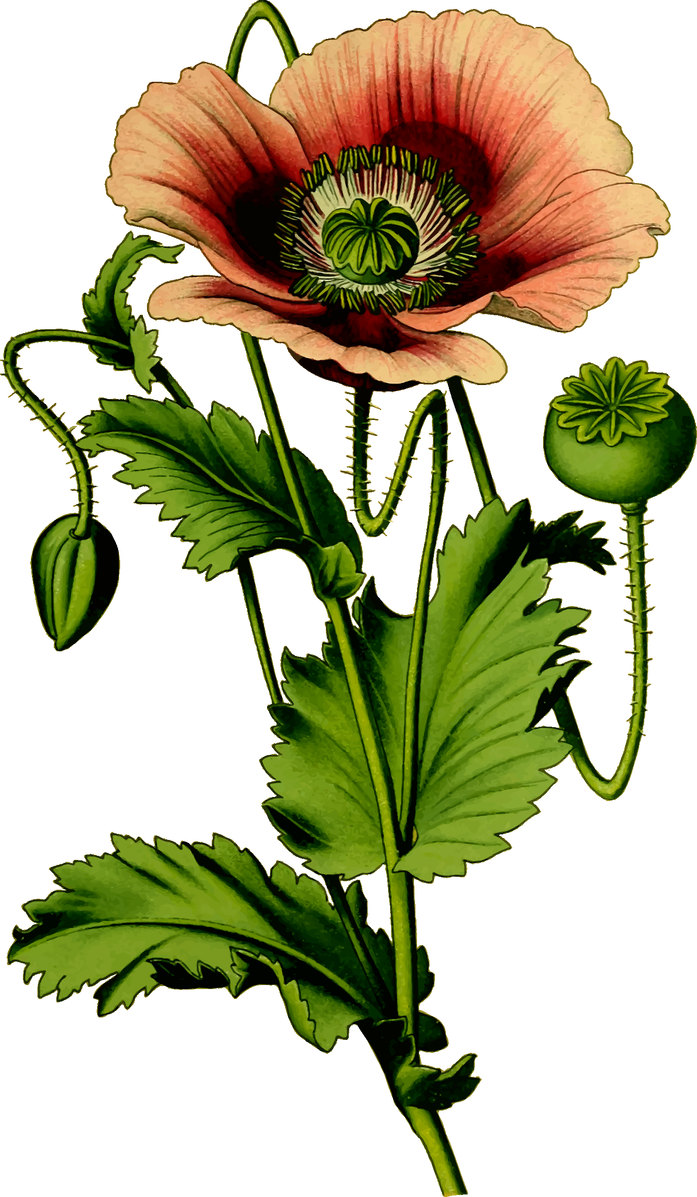 Free Photos > Vector Images > Opium Poppy Plant Vector - Opium Poppy Png (1399x2400)