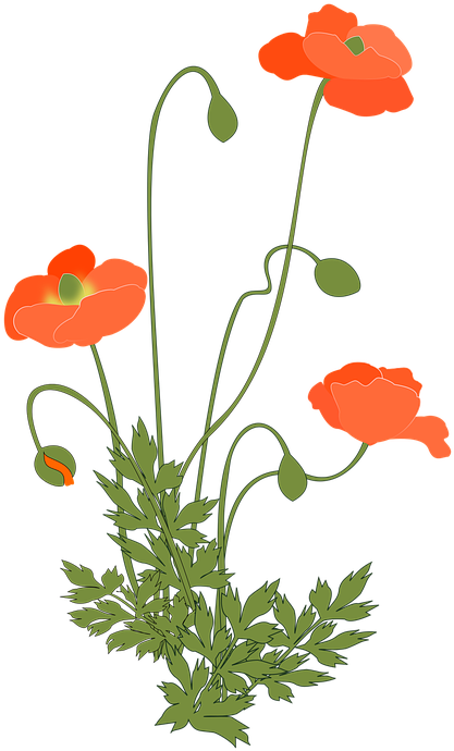 Poppy Background Cliparts 13, - Poppy Plant Png (495x720)