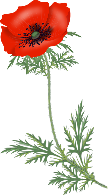 Patterns - Flower (442x800)