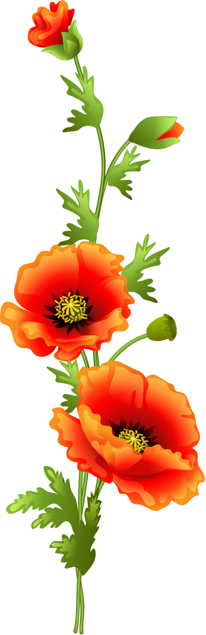Flowers - Orange Poppy Flower Clip Art (833x2560)