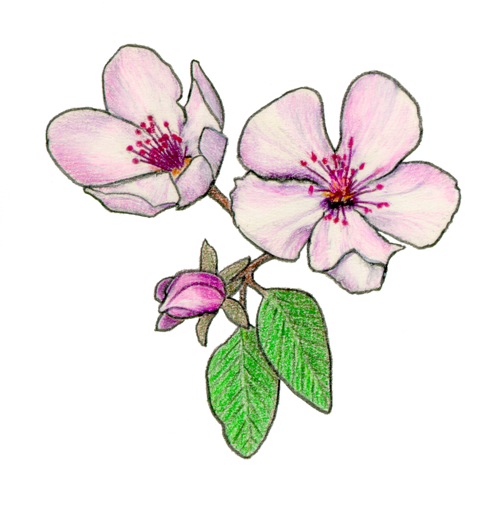 Fruit Types - Pear Blossom Drawing (1000x1057)