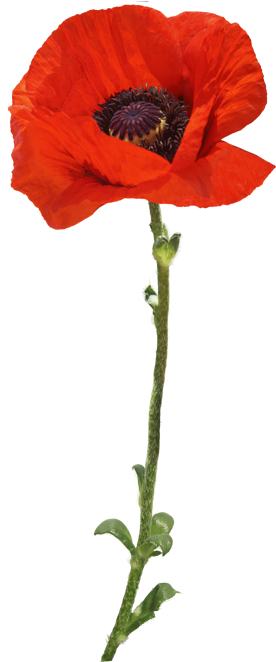 Poppy (283x674)