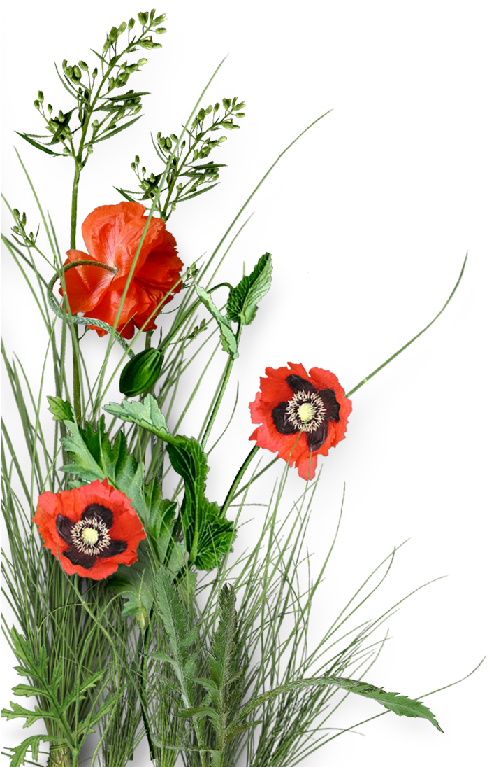 Cheyokota Digital Scraps - Digital Scrapbooking (733x1152)