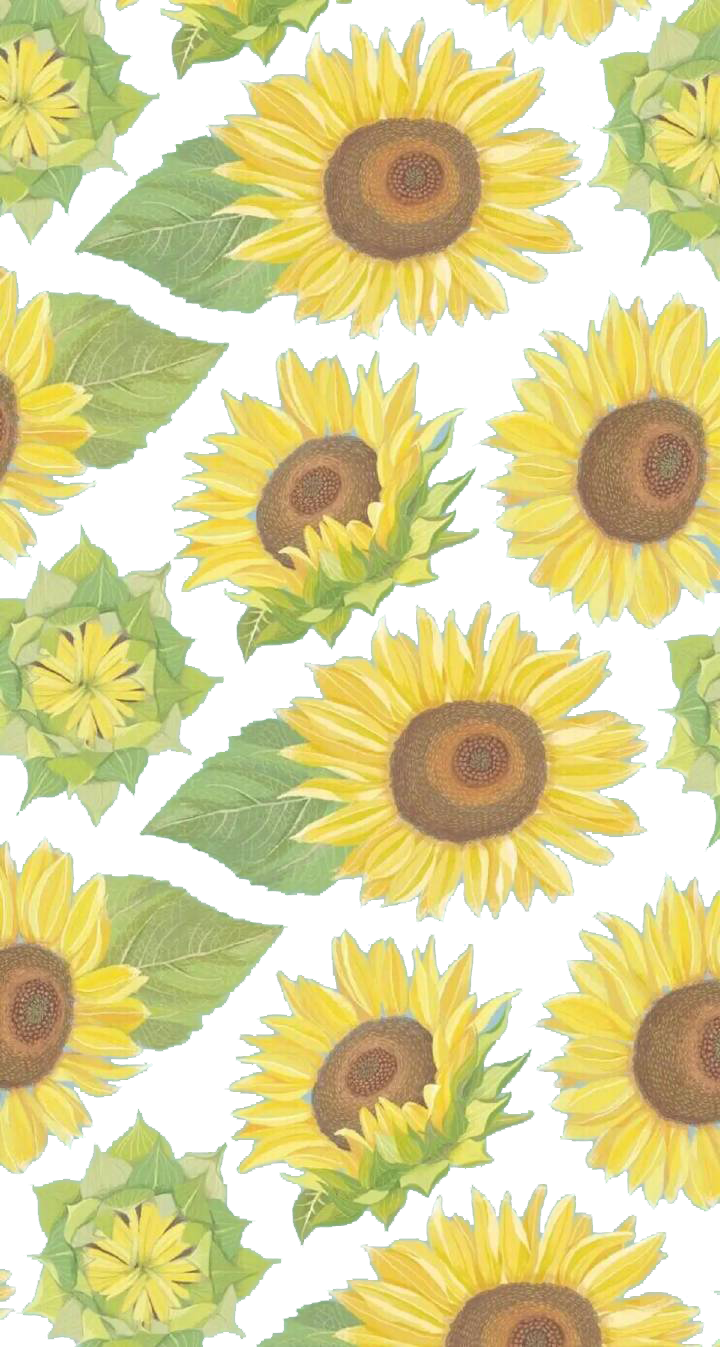 Common Sunflower Yellow Wallpaper - Fondos De Pantalla De Girasoles (720x1347)