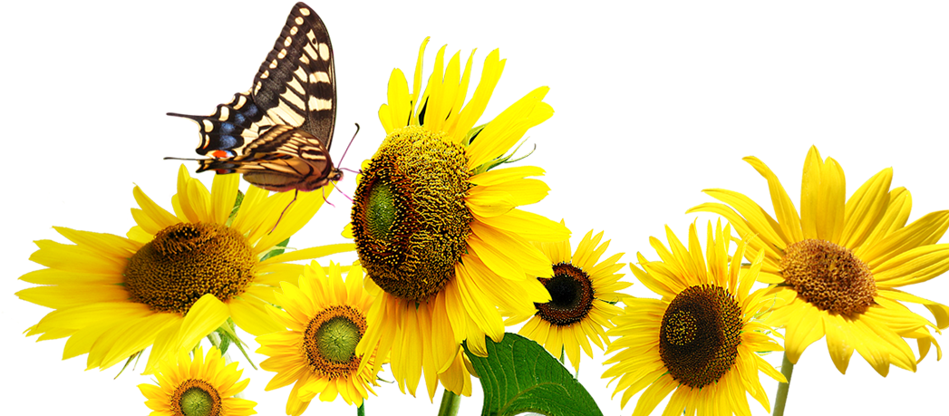 Common Sunflower Butterfly - Common Sunflower Butterfly (1249x1105)