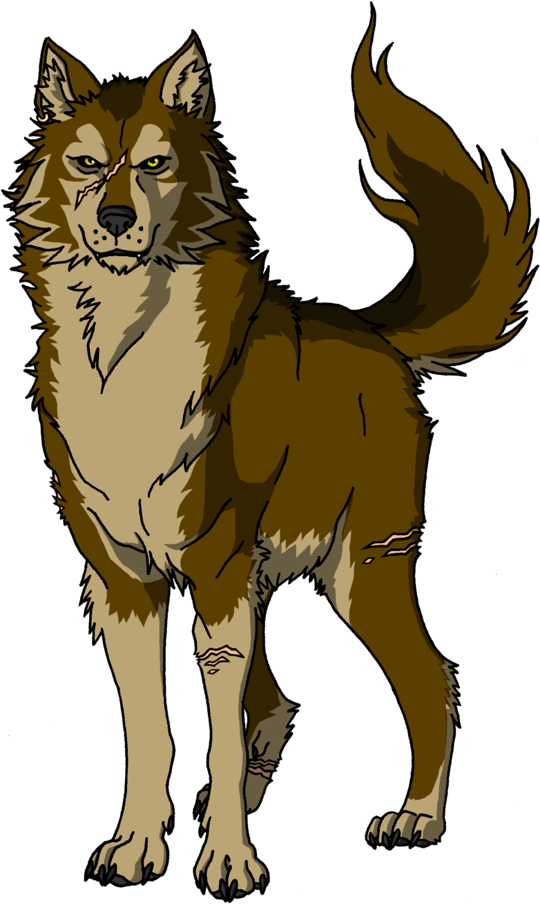 Brown Wolf Drawing - Brown Wolf Png Drawing (800x1325)