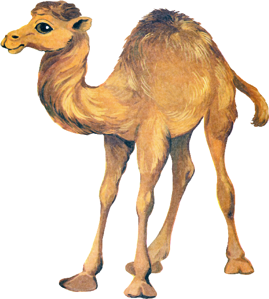 Cute Cartoon Camel Clip Art Images - Детские Картинки Верблюд (600x600)