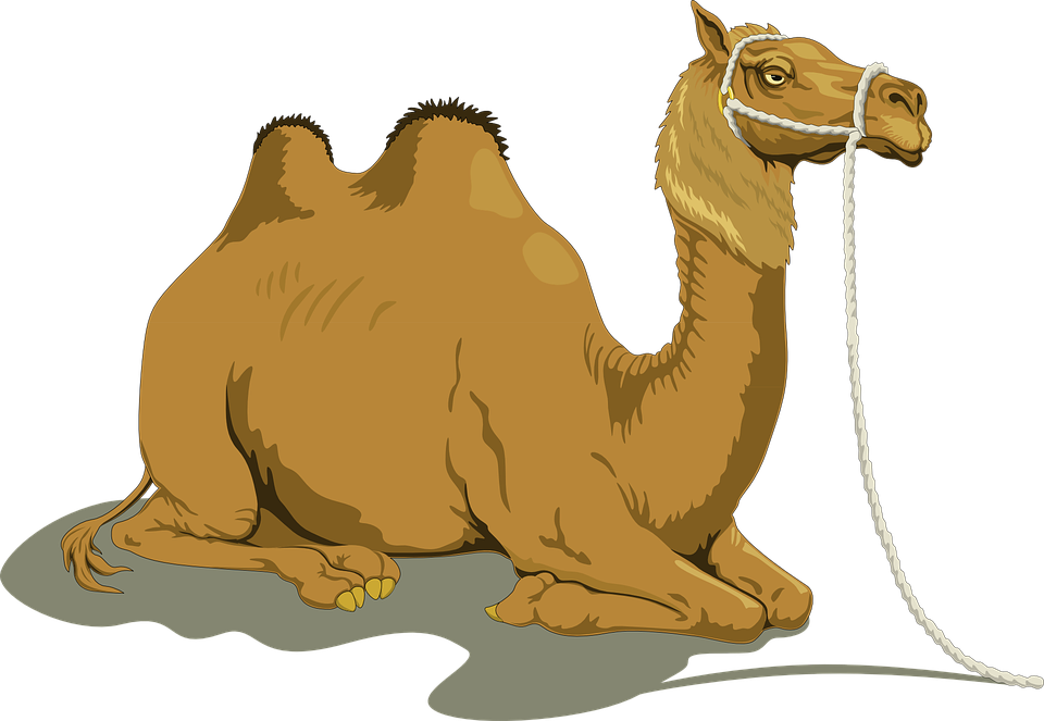 Camel Clipart Animated - Camel Vector (960x663)