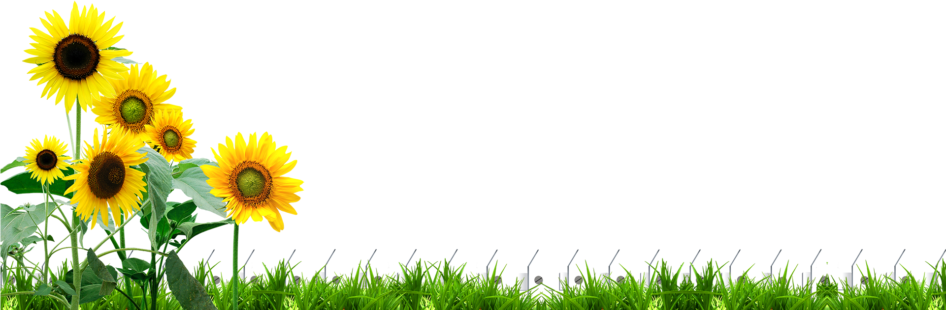 Pha Taem National Park Mekong Common Sunflower Vijitra - Pha Taem National Park Mekong Common Sunflower Vijitra (1920x947)