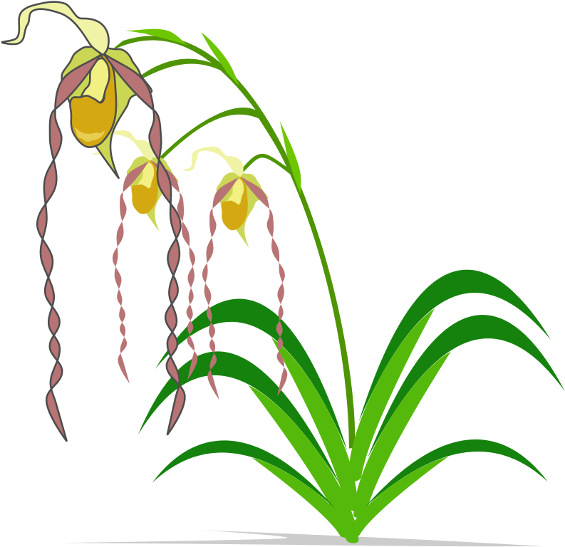 Free To Use Public Domain Clip Art Page - Spectacular Orchids: The Basics Of Growing Your Own (800x800)