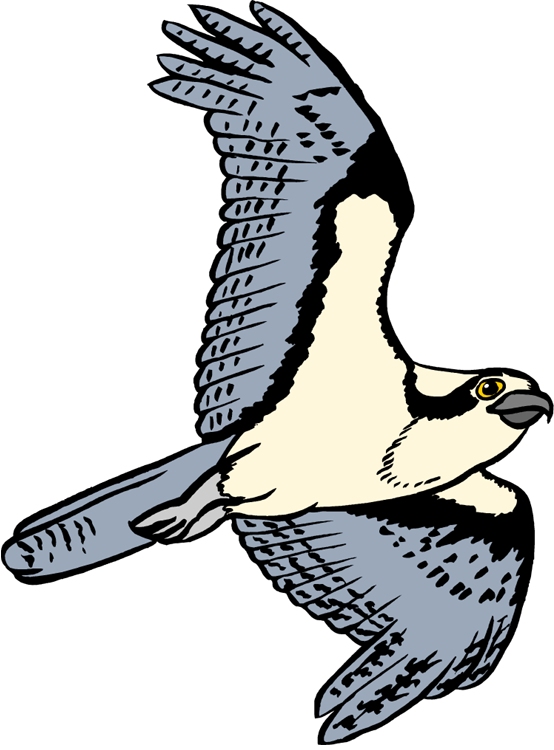Free Osprey Clipart - Osprey Clipart (554x750)