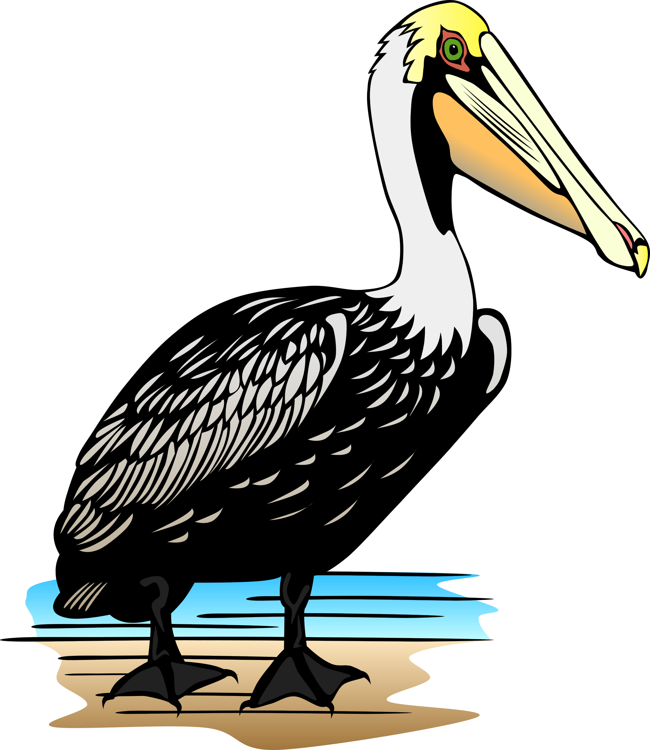 Pelican Clipart - Color Is A Pelican (2168x2500)