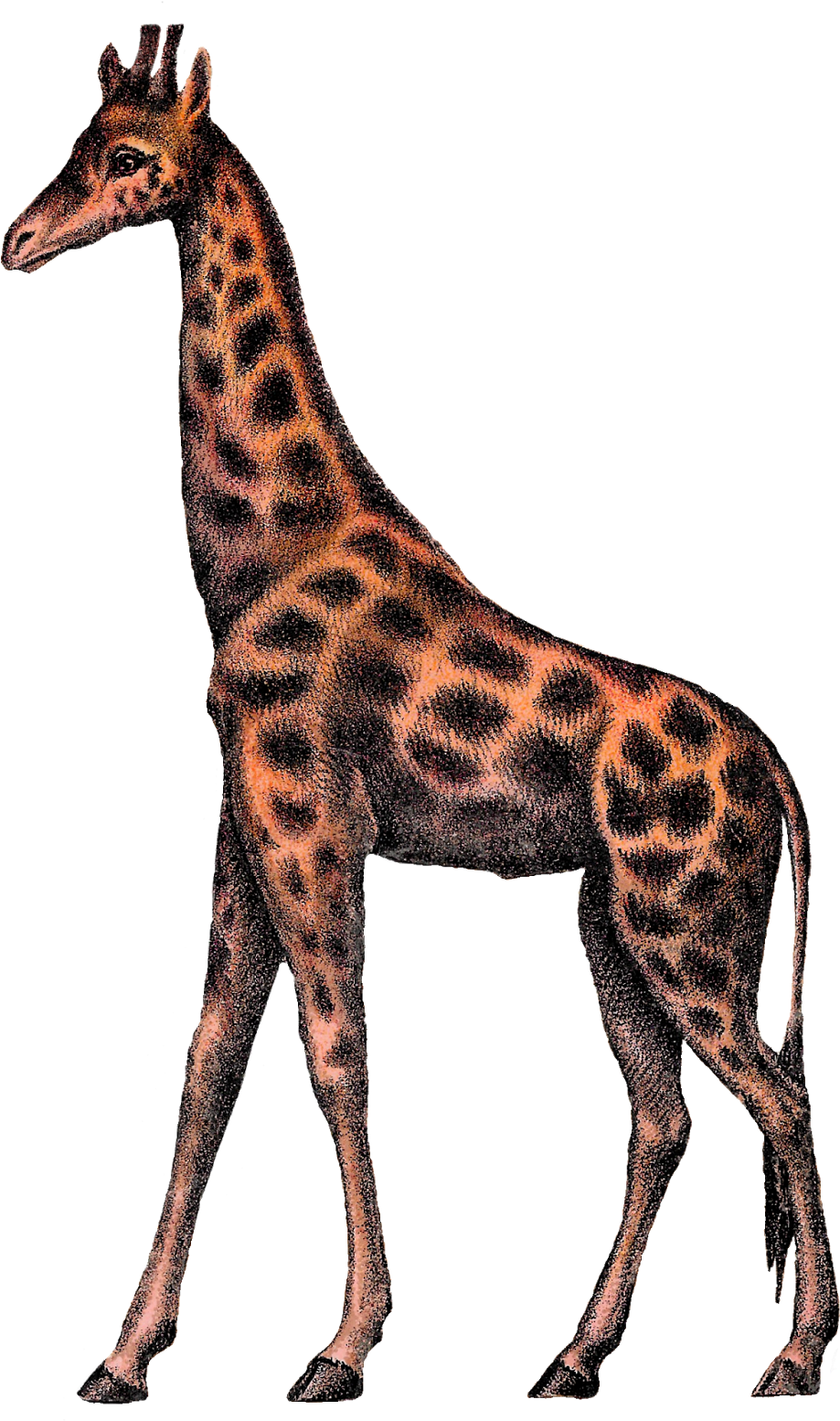 Digital Giraffe Clipart Image Vintage Animal Circus - Clip Art (1032x1600)